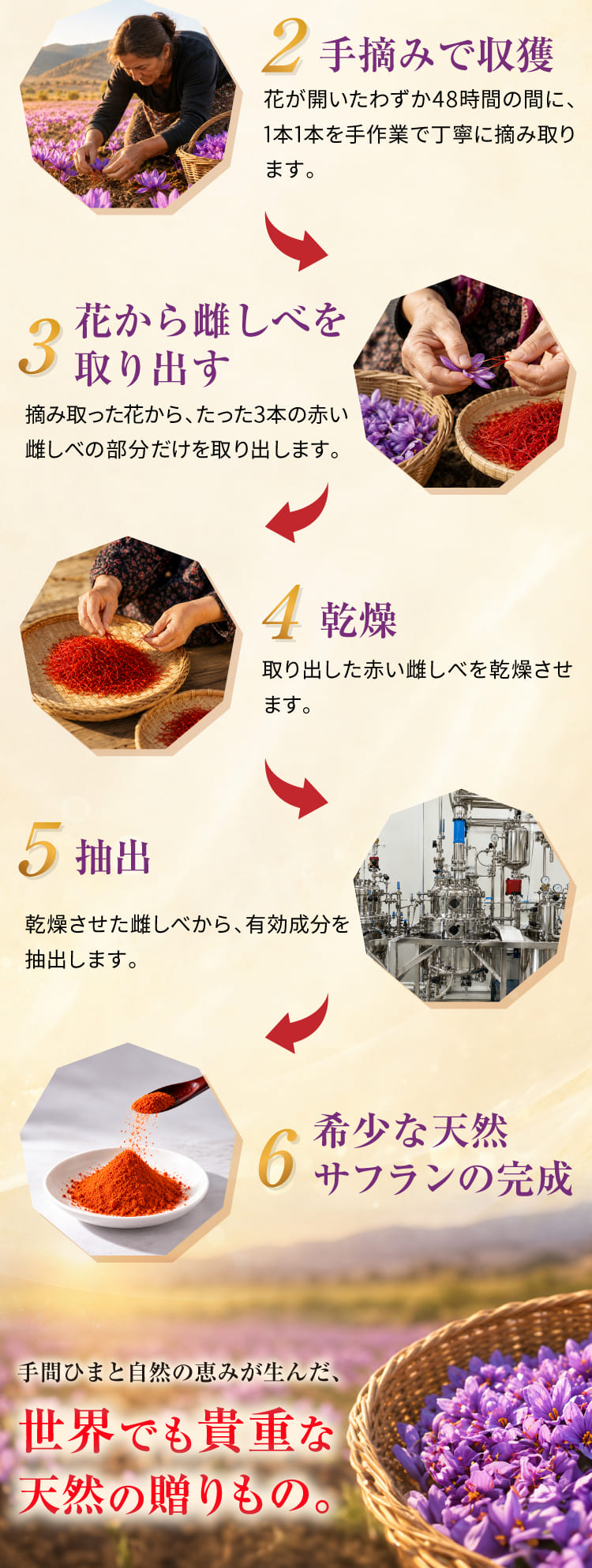 手摘みで収穫